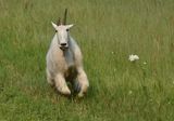 Mountain Goat in a hurry, Spearfish Canyon, South Dakota