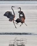 Territory Fight