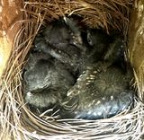 4 Young Bluebirds