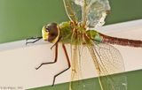 Common Green Darner