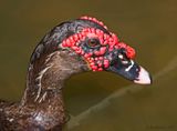 Domestic Muscovy