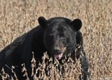 American Black Bear
