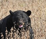 American Black Bear