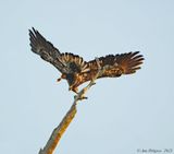 Bald Eagle Taking Flight