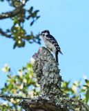 Downy Woodpecker