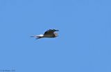 Northern Harrier