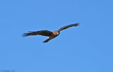 Northern Harrier