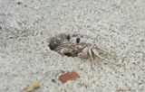 Atlantic-Ghost-Crab---Ocracoke---DSC02199.jpg