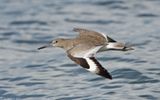 Willet