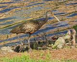 Limpkin