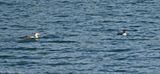 Pacific Loon and Common Loons