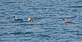 Pacific Loon and Common Loons