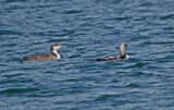 Pacific Loon and Common Loons