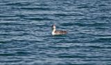 Common Loon