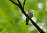 Louisiana Waterthrush 