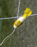 Baltimore Oriole- female