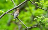 Cedar Waxwing