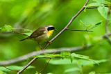 Common Yellowthroat