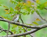 Red-eyed Vireo