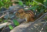 Eastern Chipmunk 