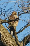 Red-tailed Hawk 