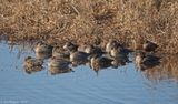 Northern Pintails and a Blue-winged Teal