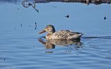 Northern Shoveler - hen