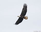 Bald Eagle with Fish