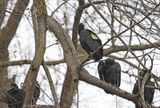 Tagged Black Vulture