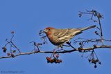 House-Finch---3006.jpg