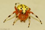 Marbled-Orbweaver-(Araneus-marmoreus)---2013-Sept-22---0014.jpg