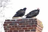 Turkey-Vultures---2820.jpg