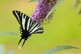 Zebra-Swallowtail-(Eurytiides-marcellus)---2013-Aug-7---2153.jpg