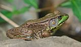 Green Frog - male