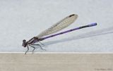 Variable Dancer