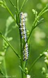 Speyers Hooded Outlet Caterpillar