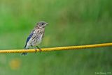 Eastern Bluebird Fledgling
