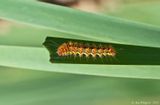 Smartweed Caterpillar/Smeared Dagger Moth