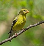 American Goldfinch - female