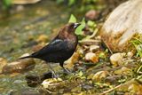 Brown-headed Cowbird