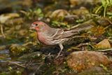House Finch