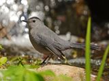 Gray Catbird