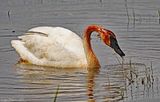 Trumpeter Swan