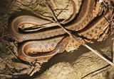 Eastern Garter Snake