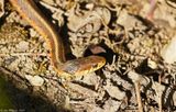Eastern Garter Snake