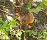 Virginia Rail