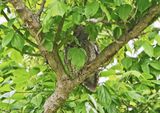Eastern Screech-Owl