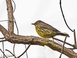 Kirtlands Warbler