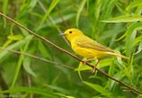 Yellow Warbler - male