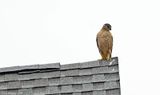 Coopers Hawk